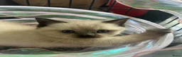 Ragdoll cats for sale: Beautiful full pedigree Ragdoll kittens Seal Blue in Hove - Advert 13
