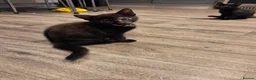 Mixed Breed cats for sale: 5 gorgeous kittens for sale - Advert 23