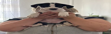 Light pink collar 