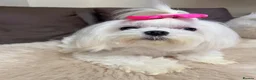 Maltese dogs for sale: Full Korean Female Maltese Age 5 - Advert 13