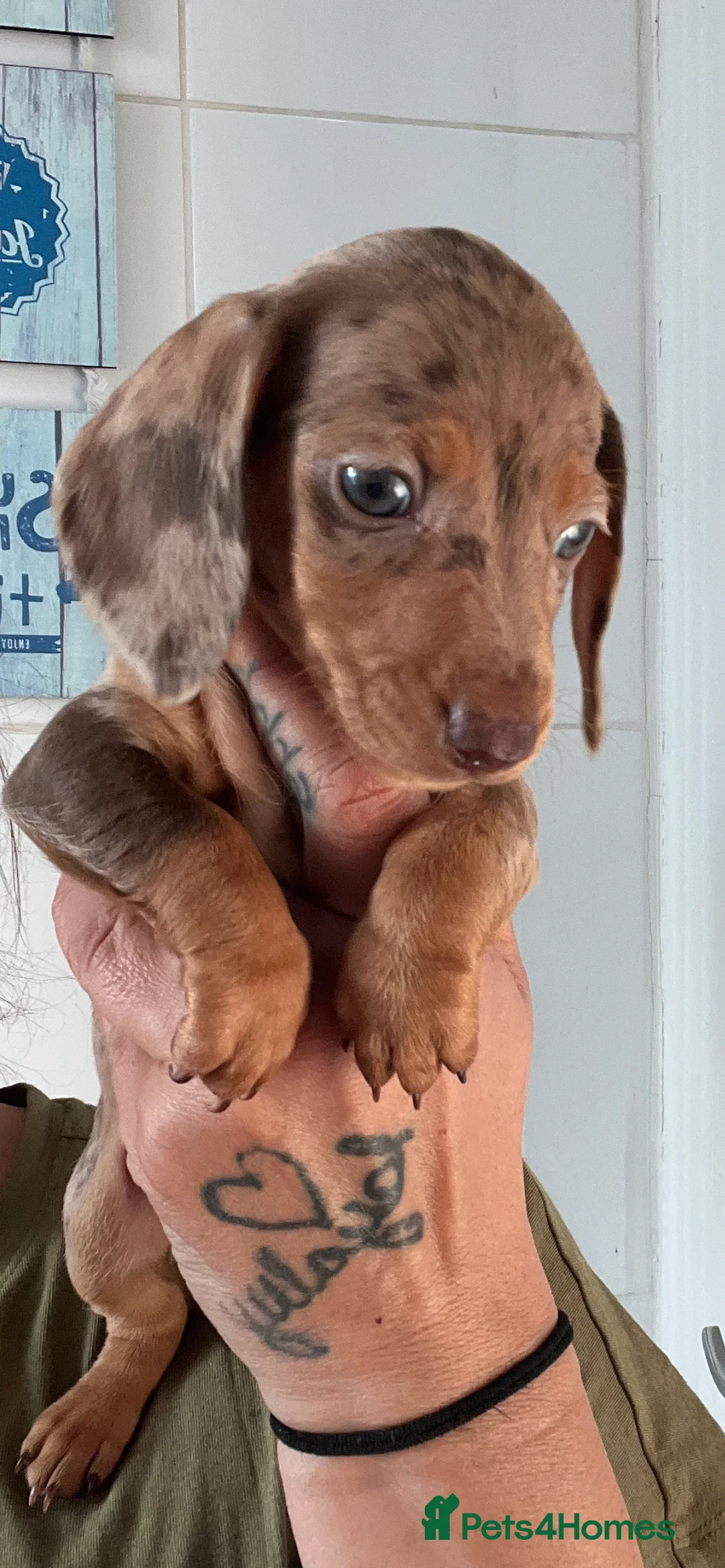 Miniature Dachshund dogs for sale: Minature Dachshund Pupz 🐶  - Advert 2