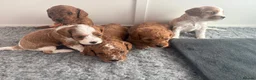 Mixed Breed dogs for sale: Adorable Cavapoo Puppies - One boy left! - Advert 27