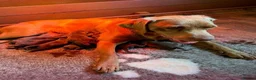 Labrador Retriever dogs for sale: Choc dual purpose Lab pups, KC Reg Health Tested  in Filey - Advert 9