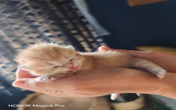 British Shorthair cats for sale: Stunning cute BSH golden black kitten female - Image 12