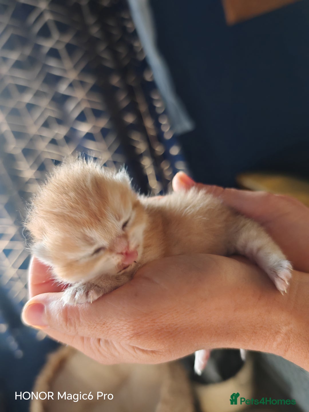 British Shorthair cats for sale: Stunning cute BSH golden black kitten female - Image 12