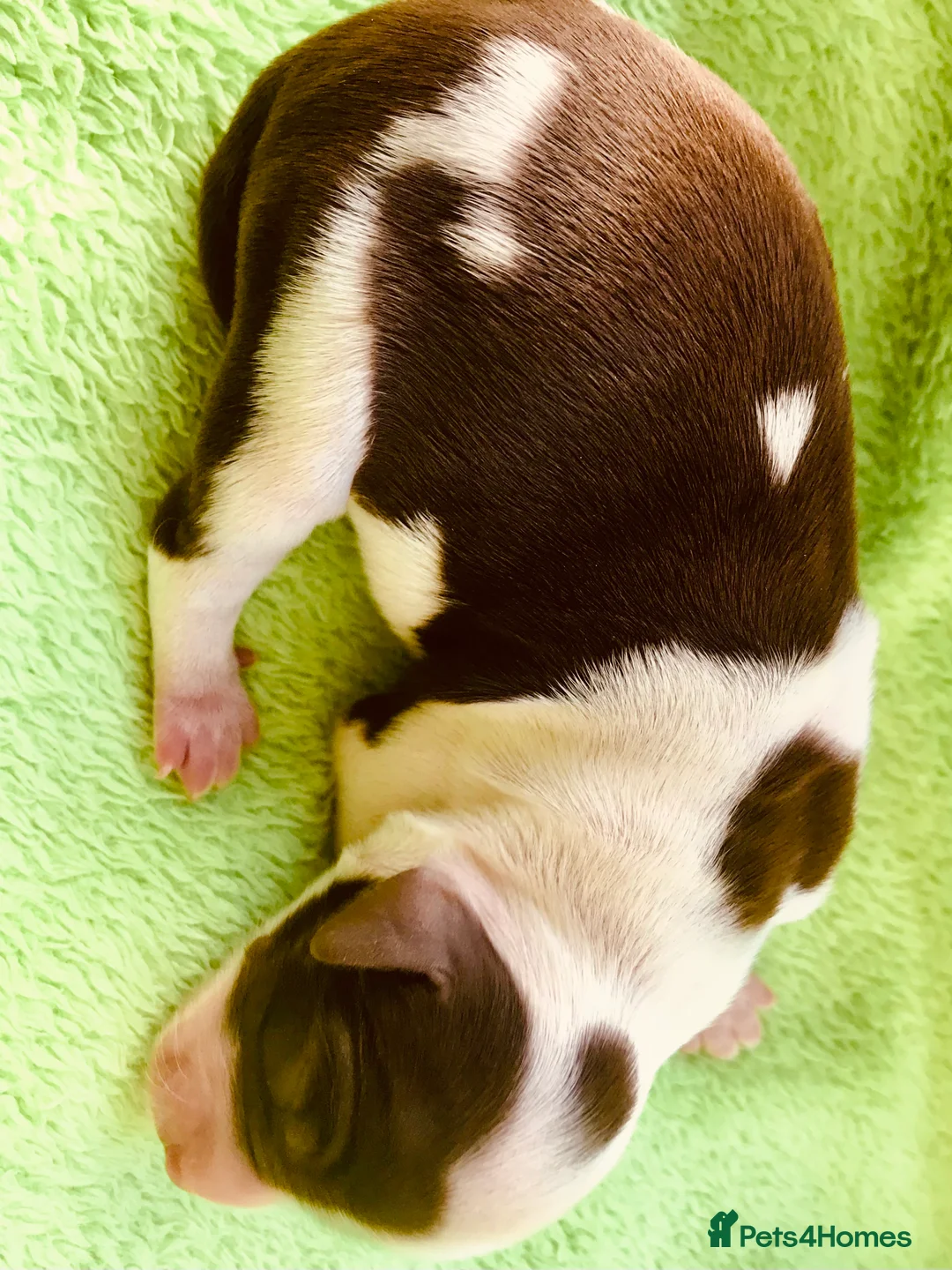 Tibetan Terrier dogs for stud: Araki Fabulous Fergus Extensive Health Tests  - Advert 11