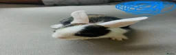Mixed Breed rabbits for sale: Mini lops and lionhead baby rabbits - Advert 8
