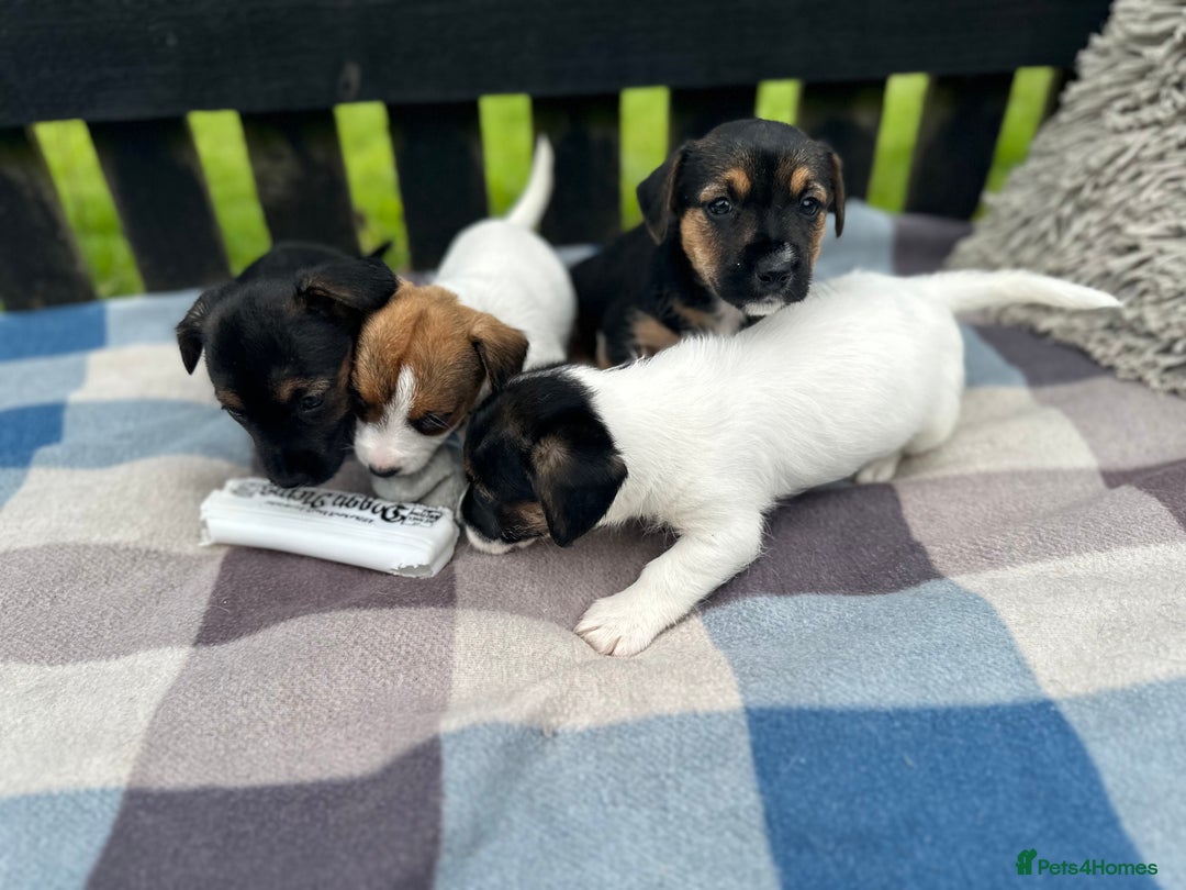 Mixed Breed dogs for sale: Jack Russel X Sealyham Terrier puppies - Image 5