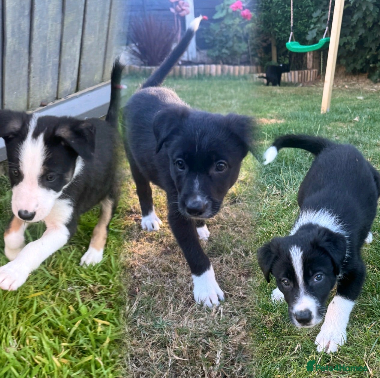 Border Collie dogs 🎀Girlies ready to leave 13th August🐾 - Advert 10