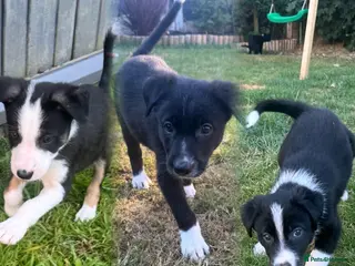 Border Collie dogs 🎀Girlies ready to leave 13th August🐾 - Advert 10