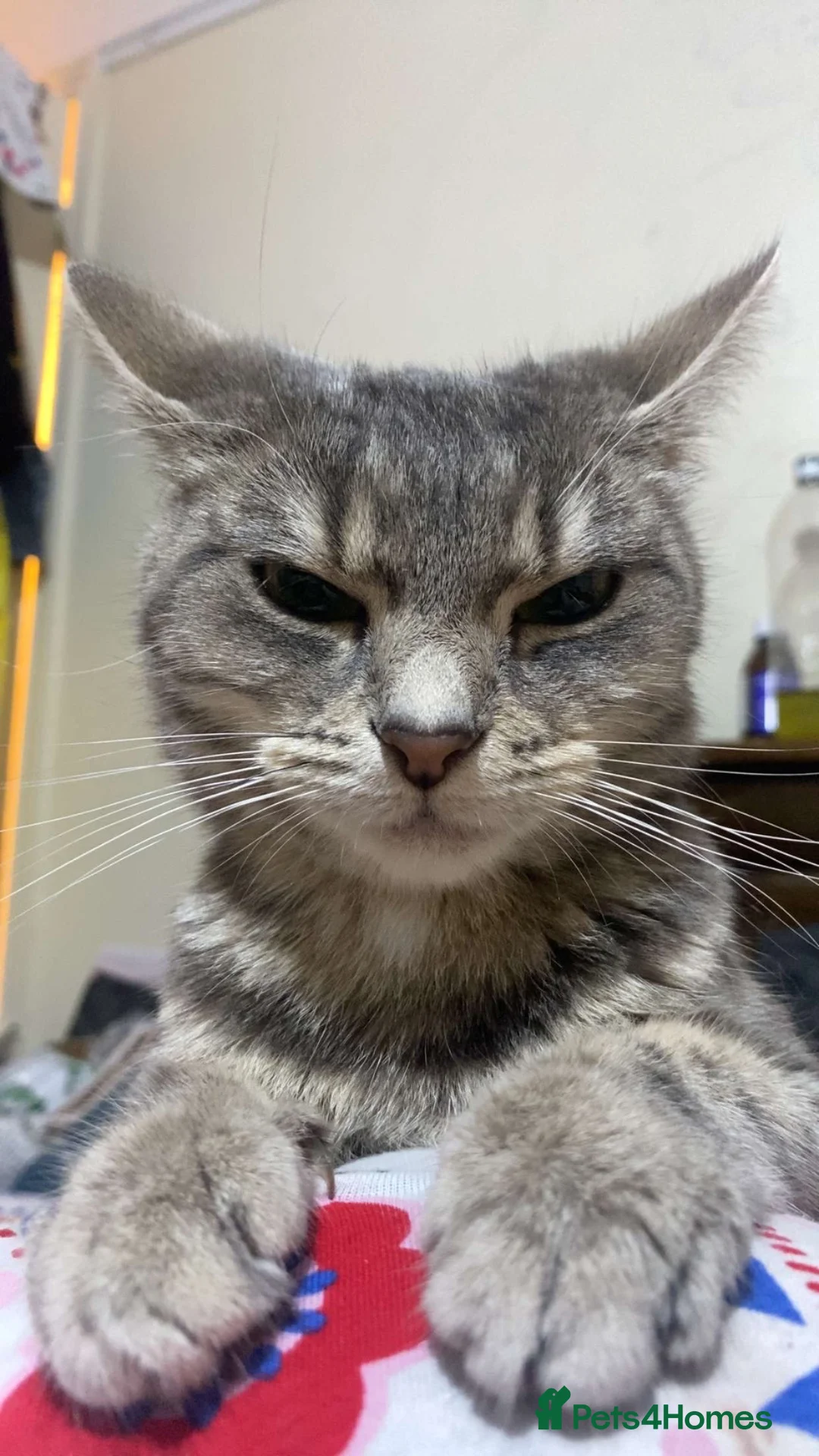 American Shorthair cats for sale: Price negotiable for Mocha  in Birmingham - Advert 2