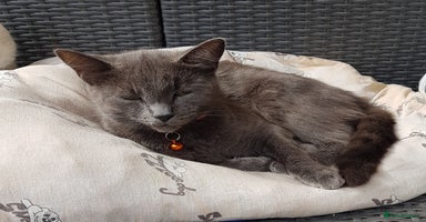 Mixed Breed cats - Advert 2