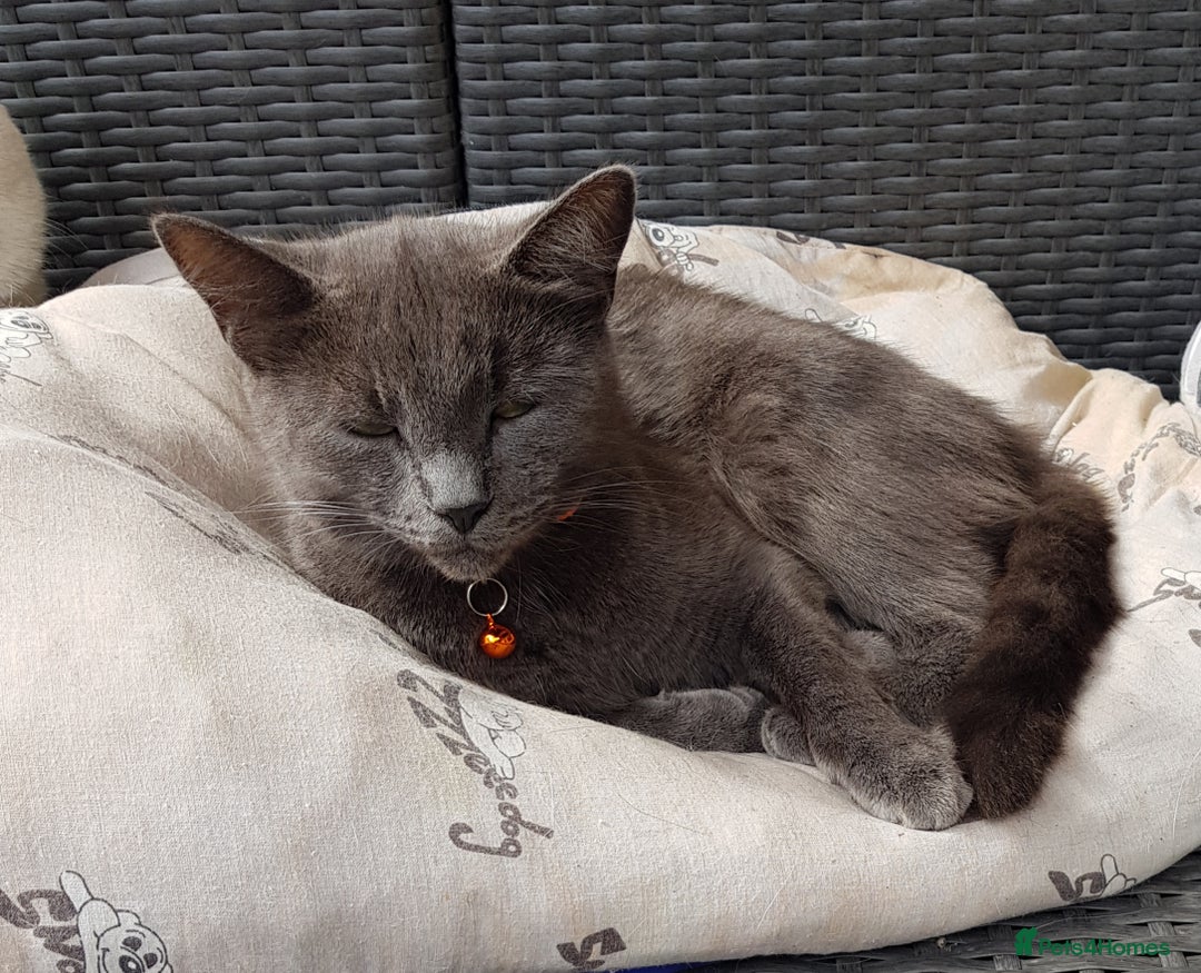 Mixed Breed cats for sale: 3 kittens  - Image 3