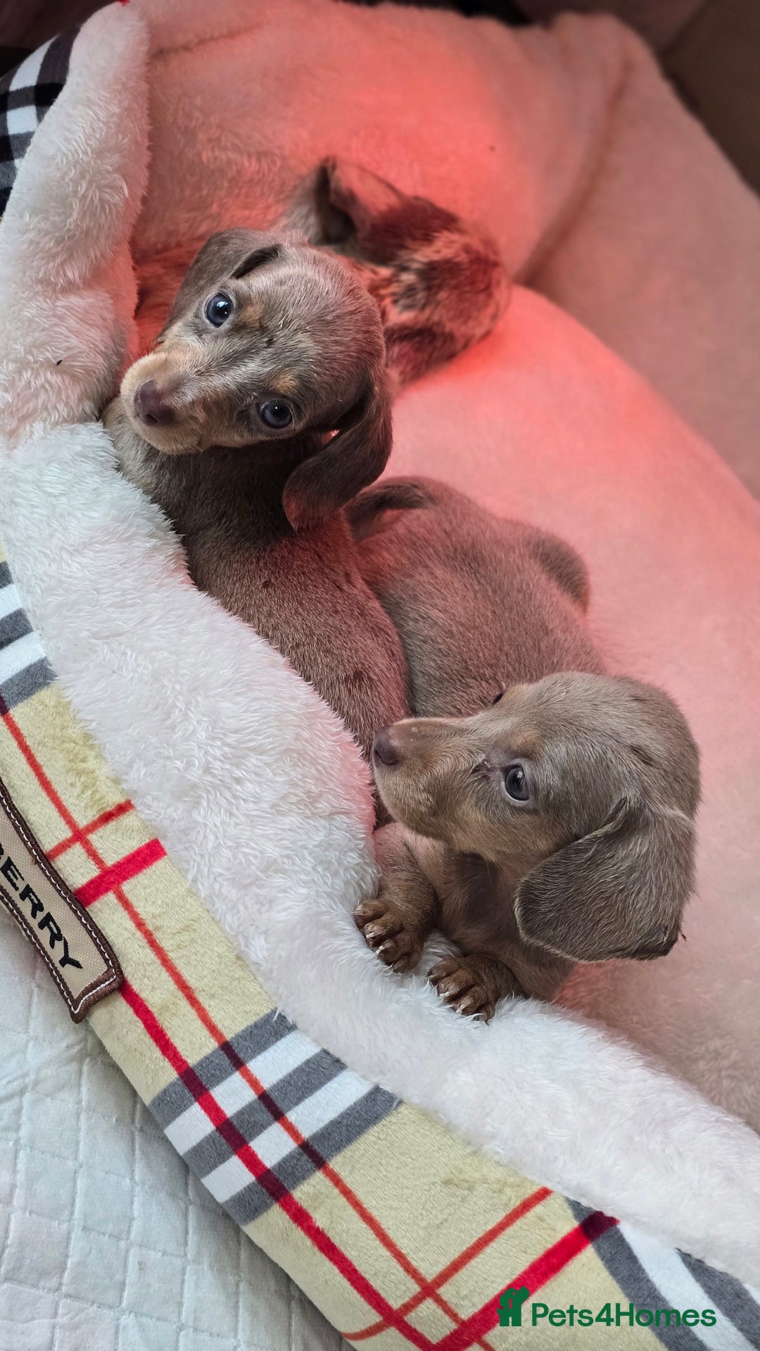 Miniature Dachshund dogs for sale: Mini dachahunds for sale  - Image 6