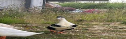 Ducks poultry for sale: Male Runner Duck  in Newcastle upon Tyne - Advert 5