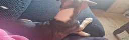 Mixed Breed dogs for sale: Puppies ready for a new adventure - Advert 8