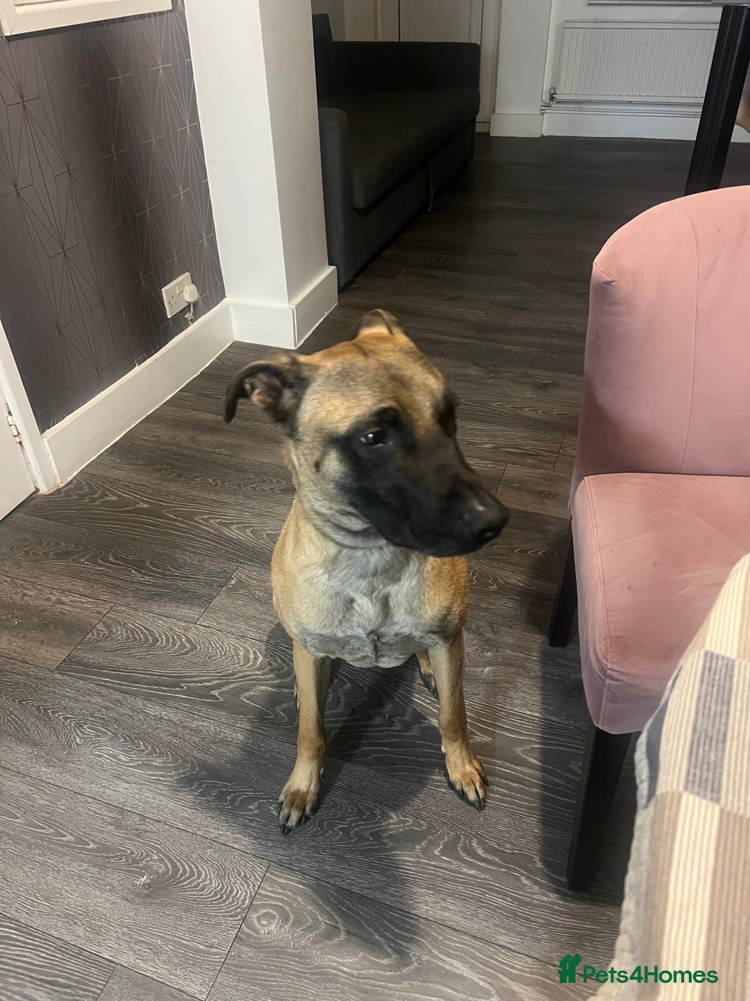 Mixed Breed dogs for sale: 2-Year-Old Male Malinois Cross Seeking Active Home - Image 3