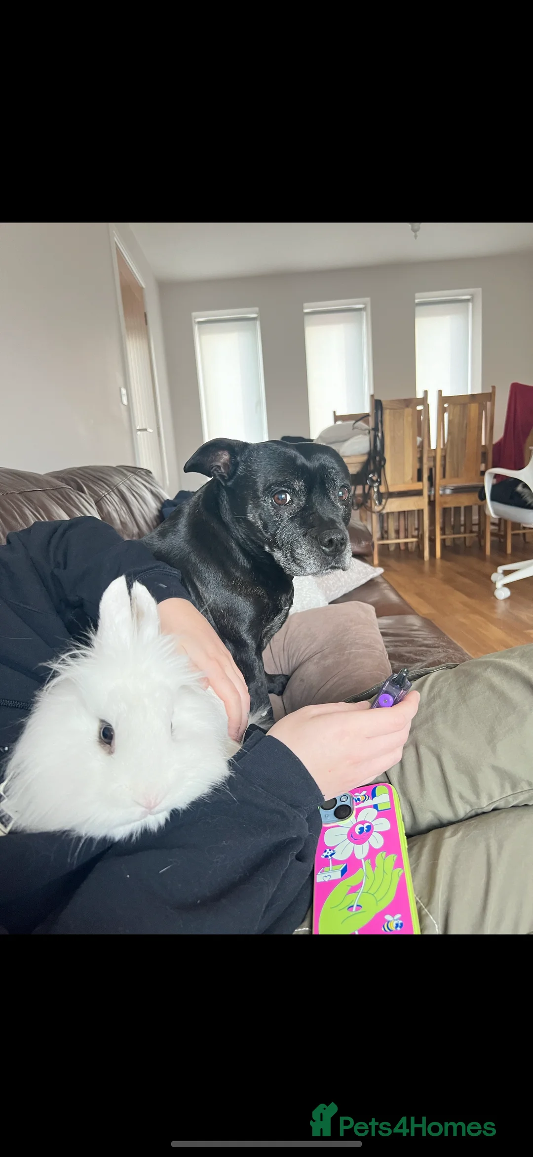 Lionhead rabbits for sale: Male Lionhead bunny  - Advert 3