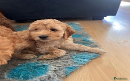 Irish Doodle dogs for sale: READY NOW! Miniature F1 Irish Doodles - Image 37