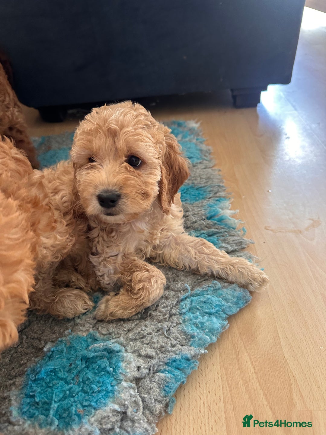 Irish Doodle dogs for sale: READY NOW! Miniature F1 Irish Doodles - Image 37