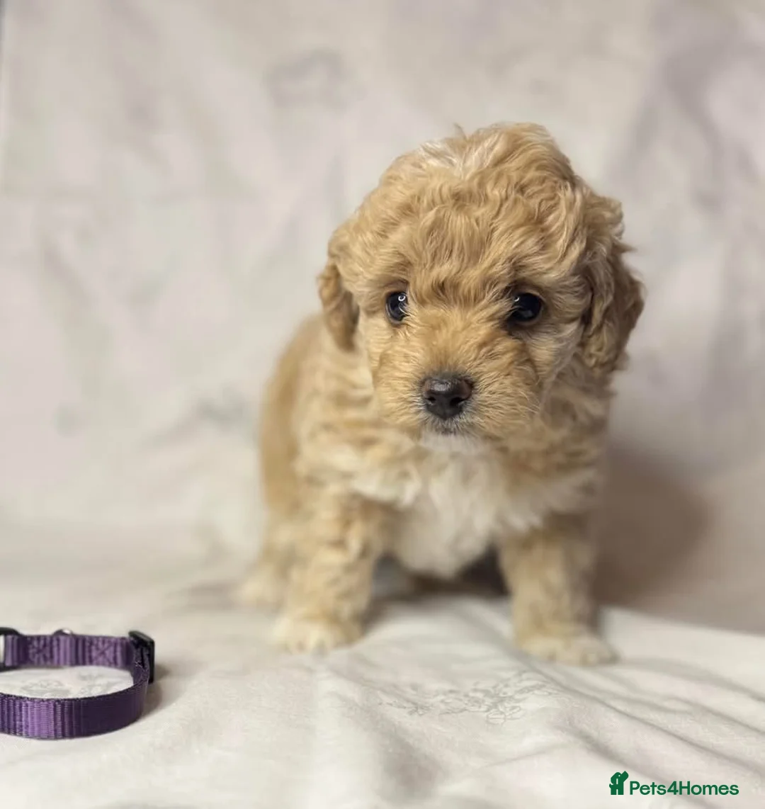 Toy Poodle dogs for stud: Charlie KC Toy poodle  extensively health tested  - Advert 30
