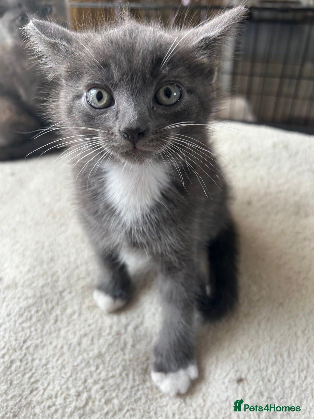 Domestic Shorthair cats for sale: 4 beautiful kittens  - Image 2
