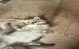 Ragdoll cats for sale: GCCF Registered Kittens - Image 15