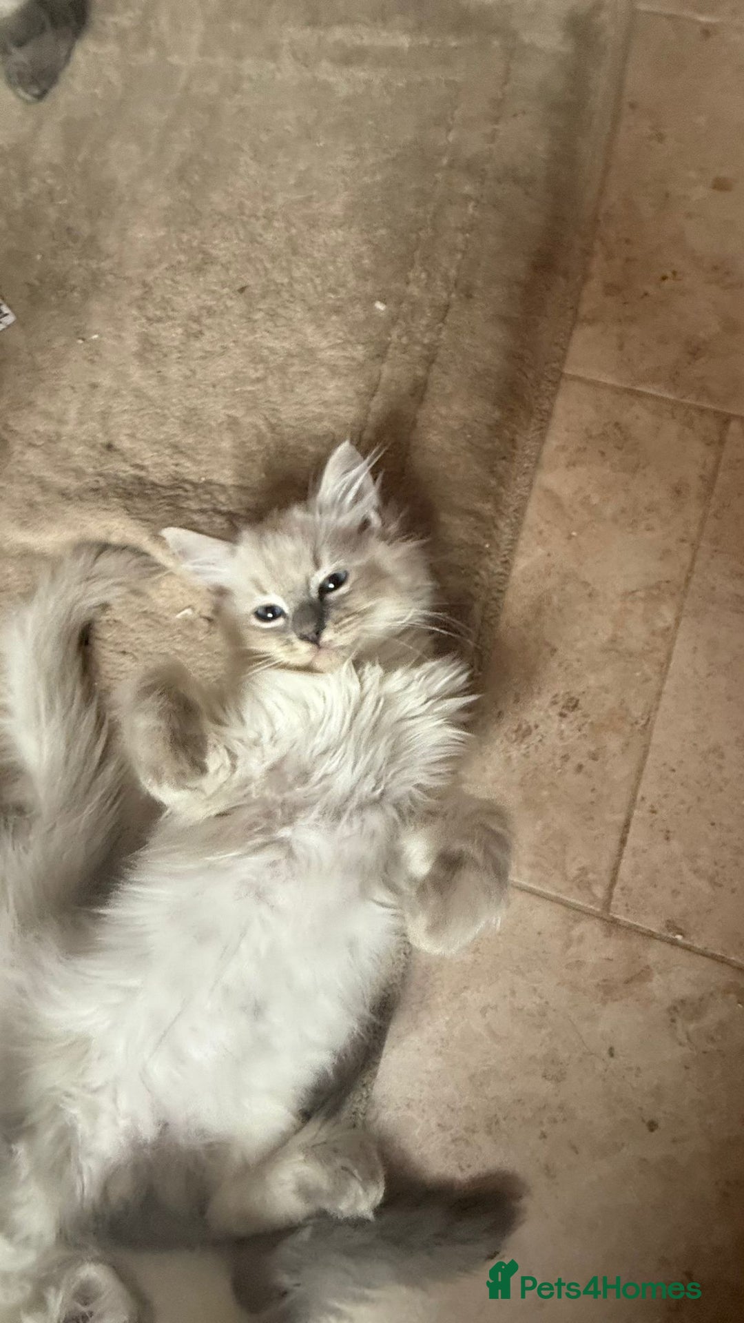 Ragdoll cats for sale: GCCF Registered Kittens - Image 15