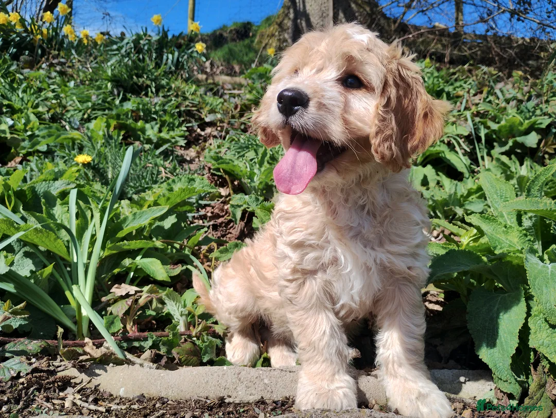 Cockapoo dogs for sale: Cockapoo Puppies F1  - Advert 2
