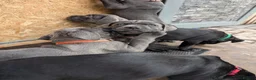 Cane Corso dogs for sale: Cane corso puppies  - Advert 10
