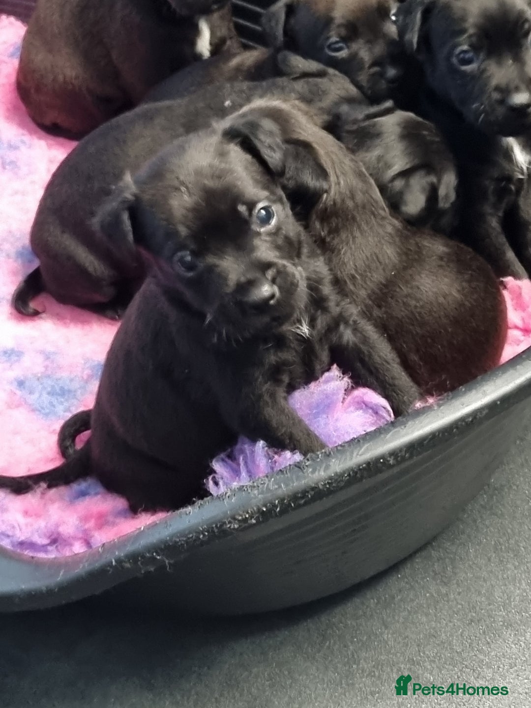 Patterdale Terrier dogs for sale: PATTERDALE PUPS FOR SALE (Nutall lines) - Image 4