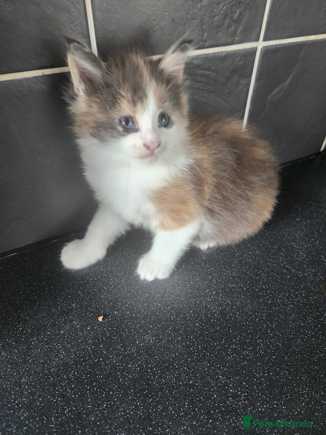 Maine Coon cats for sale: Maine Coon Kittens purebred – Reserve Now - Image 24