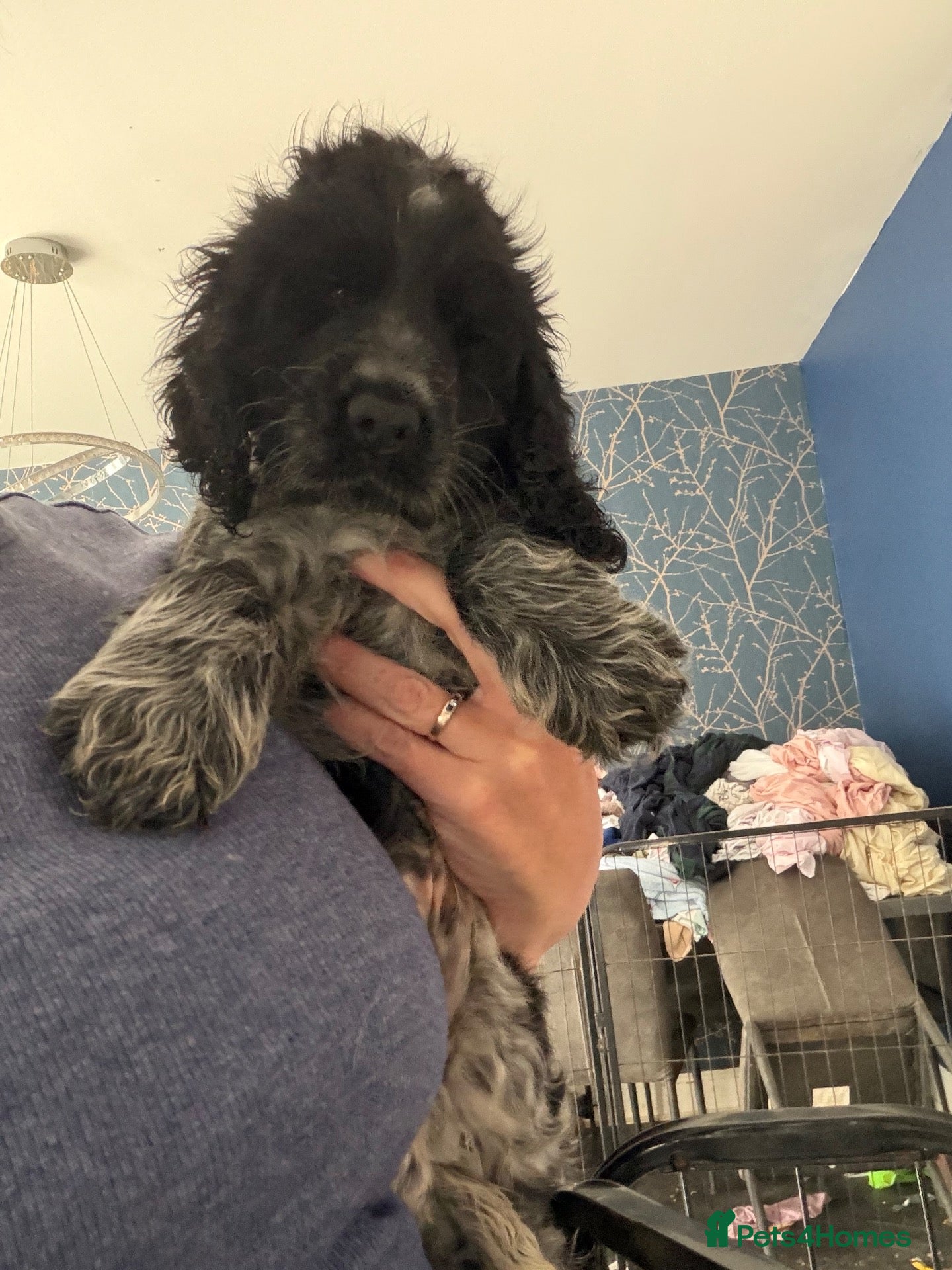Cocker Spaniel dogs One Beautiful boy blue roan cocker spaniel - Advert 4