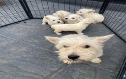 West Highland Terrier dogs for sale: West highland terriers - Image 18