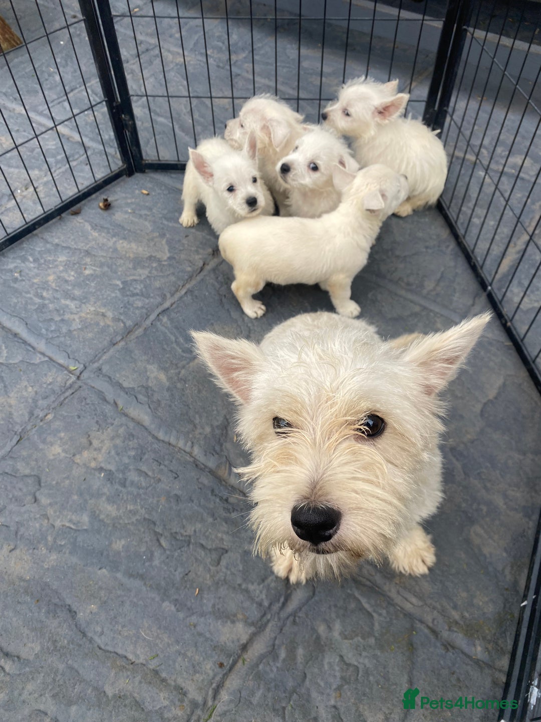 West Highland Terrier dogs for sale: West highland terriers - Image 18