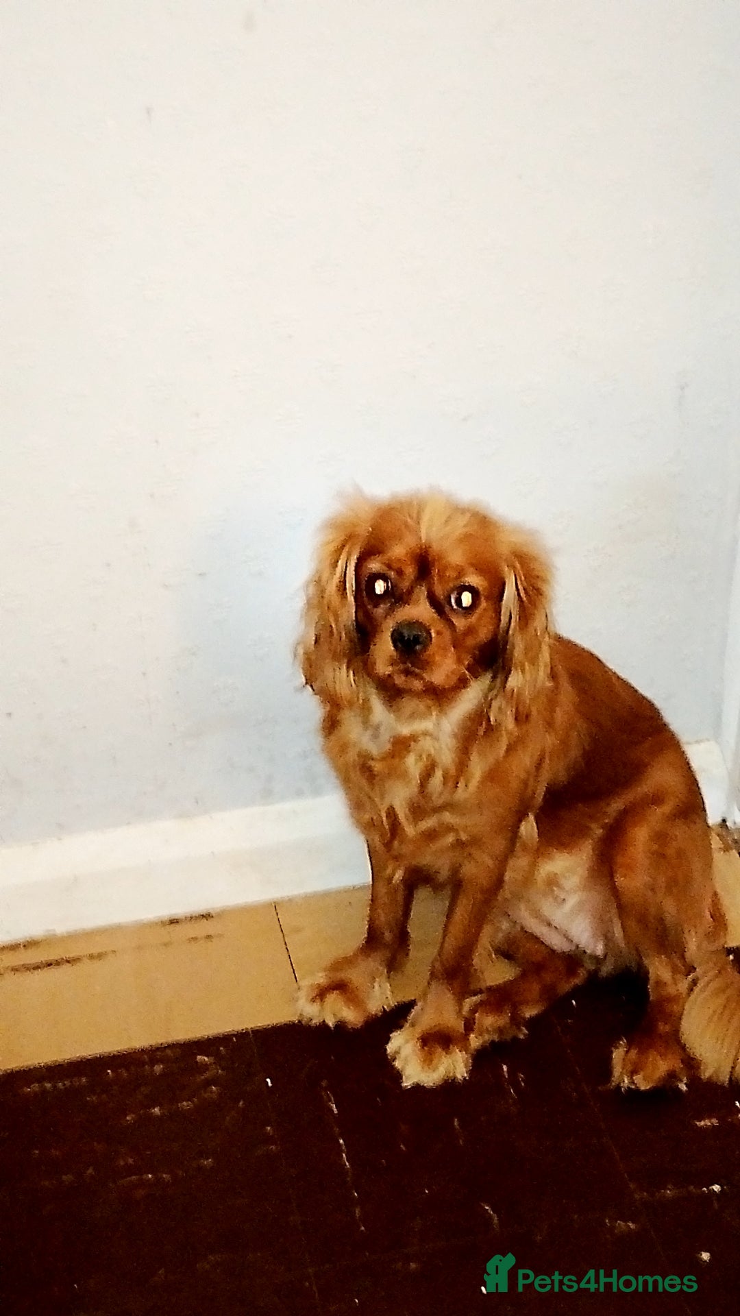 Cavalier King Charles Spaniel dogs Loving girl needing a new home  - Advert 1