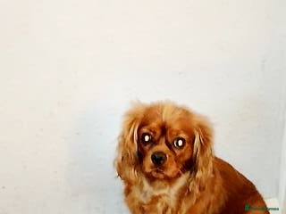 Cavalier King Charles Spaniel dogs Loving girl needing a new home - Advert 5