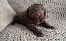 Cockapoo dogs for sale: F1 Cockapoo puppies  - Image 28