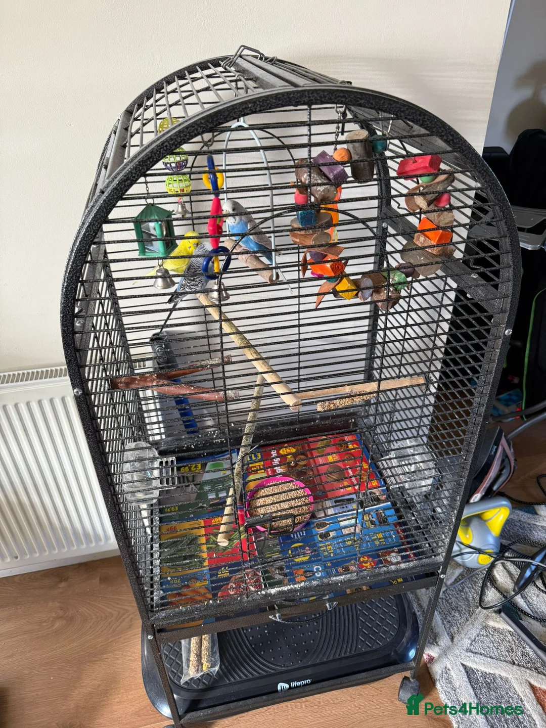 Budgerigars birds for sale: 3 budgies for sale ( 1 male and 2 females) - Advert 2