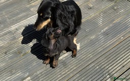 Dachshund dogs for sale: Last dachshund boy - ready to go - Image 5