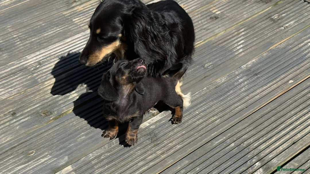 Dachshund dogs for sale: Last dachshund boy - ready to go - Image 5