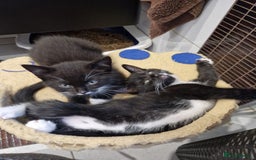 Mixed Breed cats for sale: Kittens😺 - Image 19