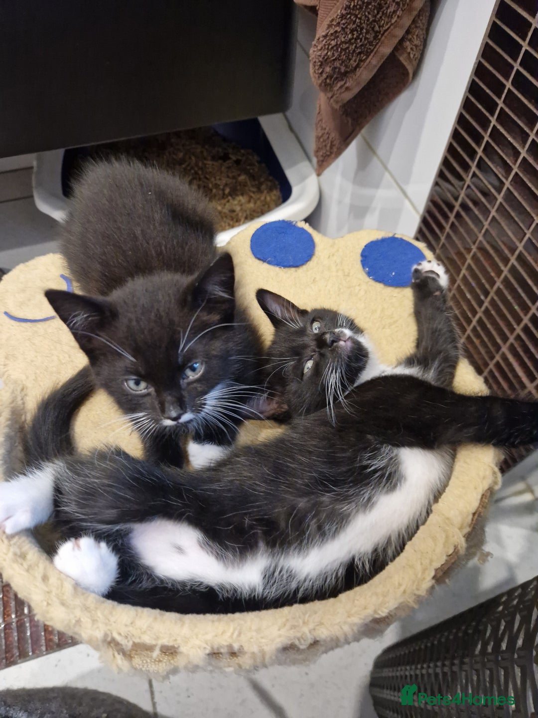 Mixed Breed cats for sale: Kittens😺 - Image 19