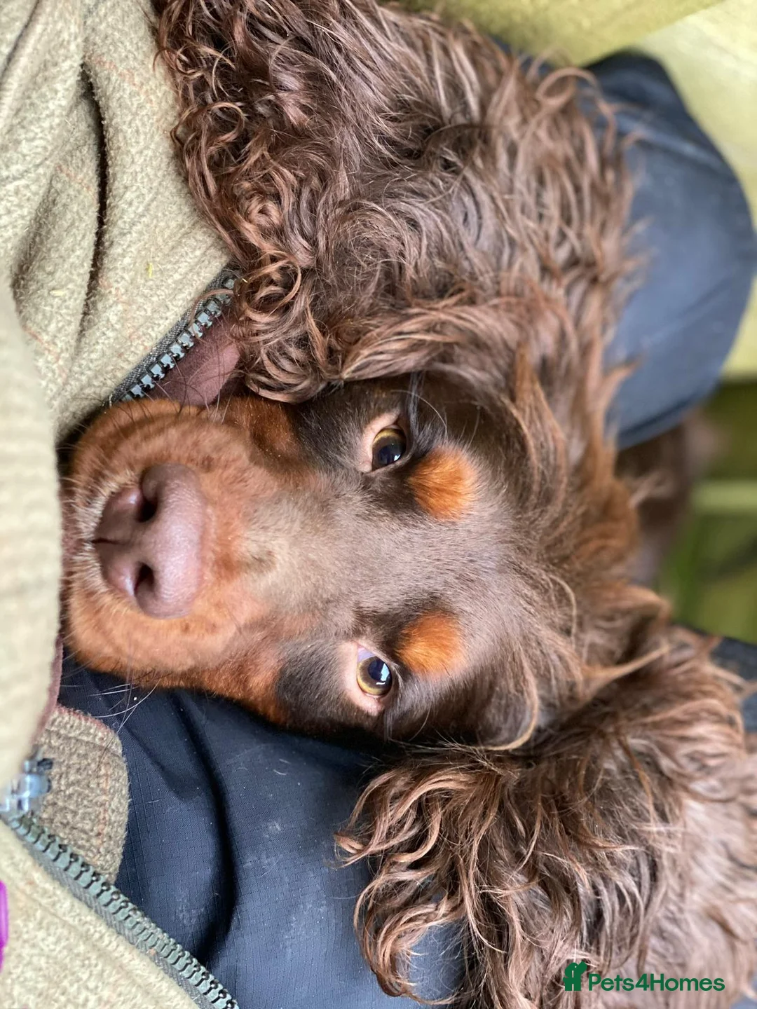 Cocker Spaniel dogs for stud: Sweet natured & handsome cocker stud dog in Bristol - Advert 5