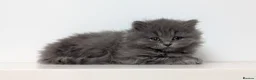 British Shorthair cats for sale: Beautiful British Shorthair/Longhair Kittens - Advert 4