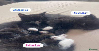 Mixed Breed cats - Advert 9