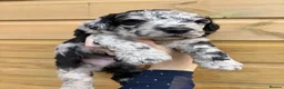 Sheepadoodle dogs for sale: Medium Sheepadoodle Blue and White  - Advert 8