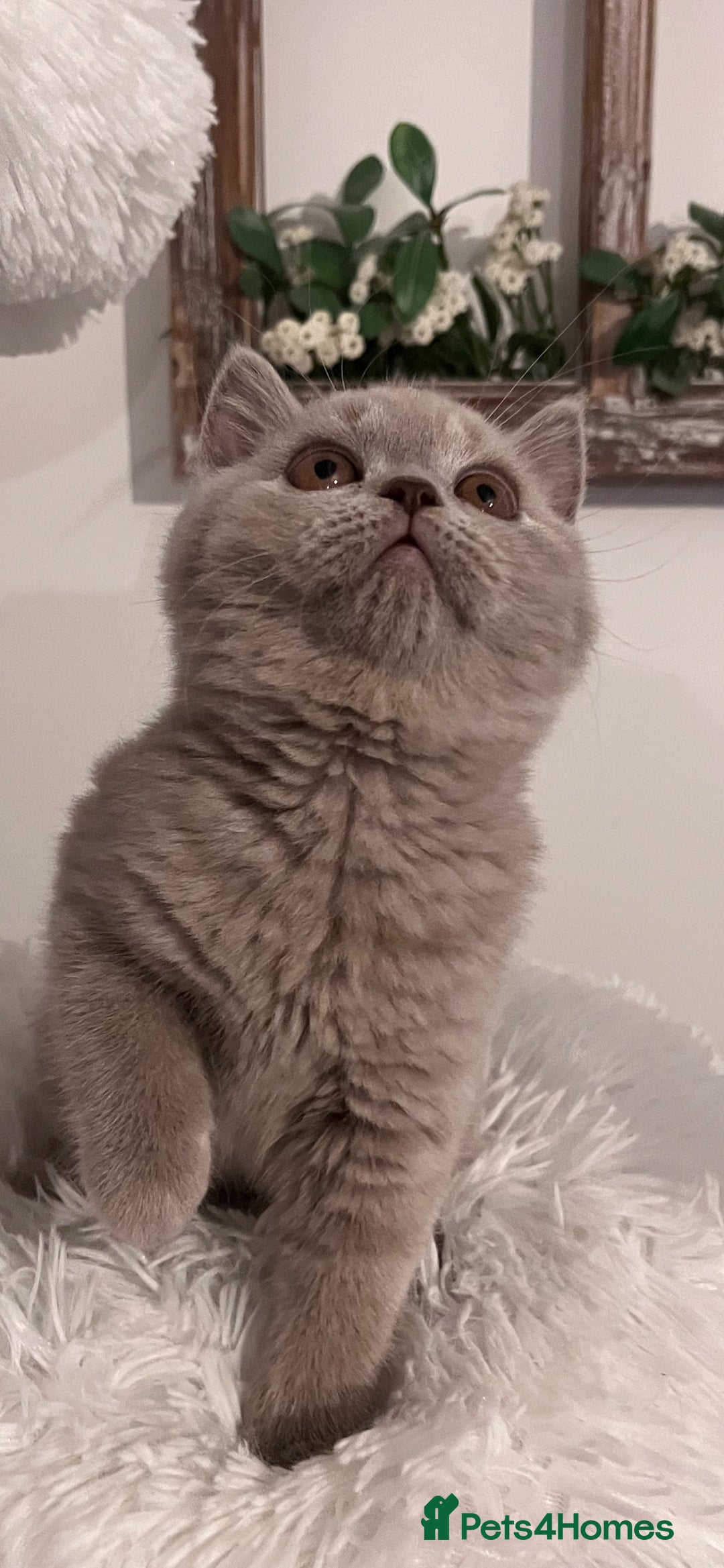 British Shorthair cats for sale: British shorthair kittens  - Advert 7