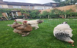Chickens poultry for sale: Hatching eggs - Image 9