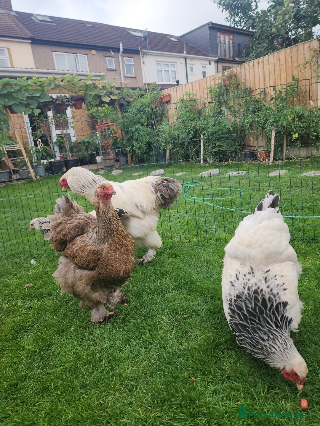 Chickens poultry for sale: Hatching eggs - Image 9